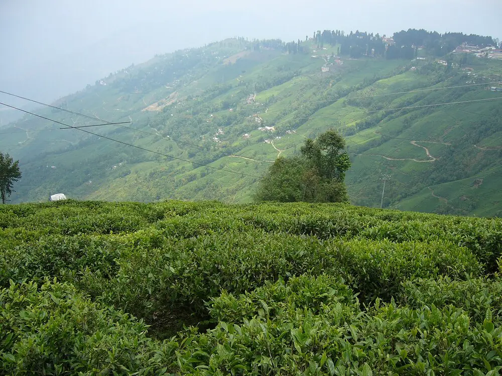Tea gardens, West Bengal
