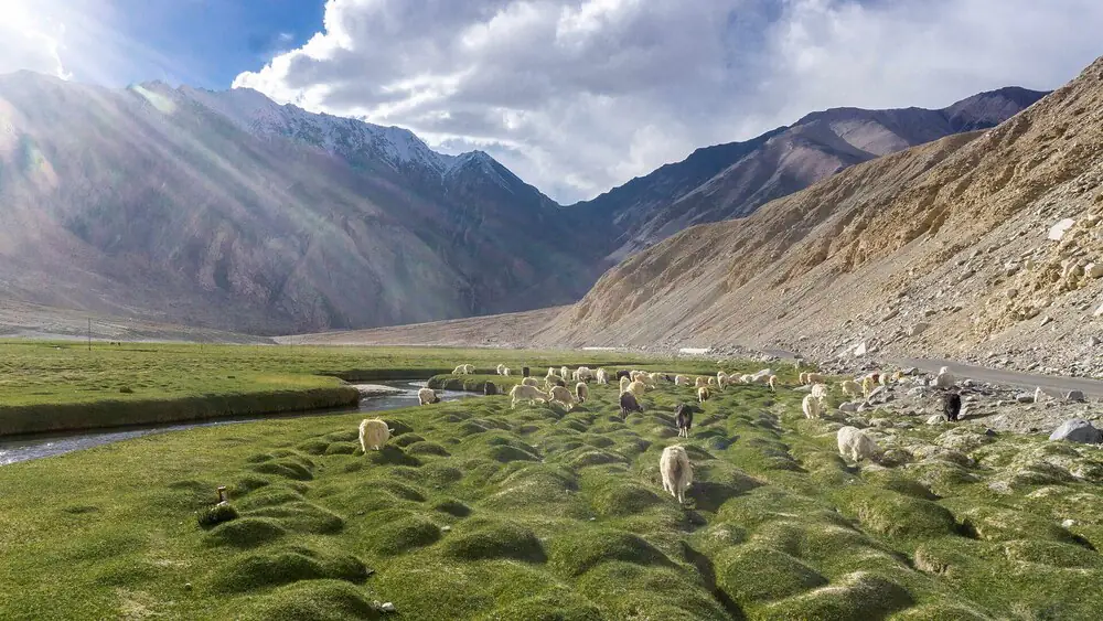 Pangong and the Tangtse valley, Ladakh