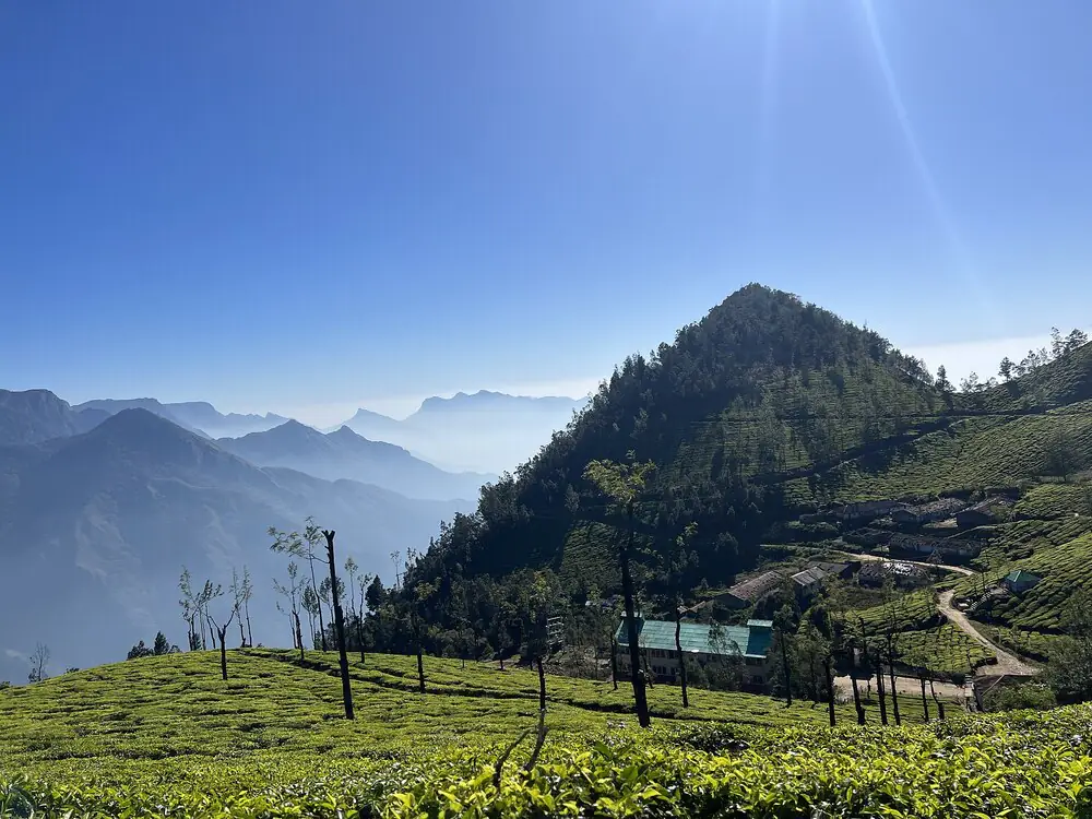 Tea-covered hills in the Western Ghats, Kerala